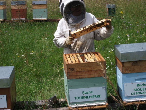 La ruche Tournepierre
