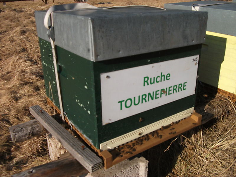 La ruche Tournepierre