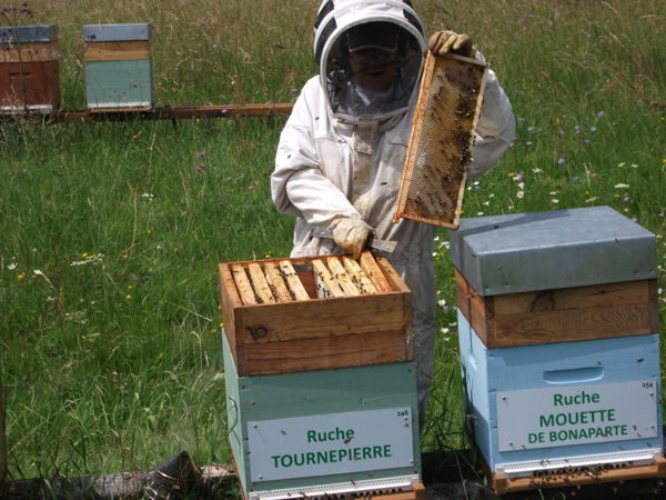 La ruche Tournepierre