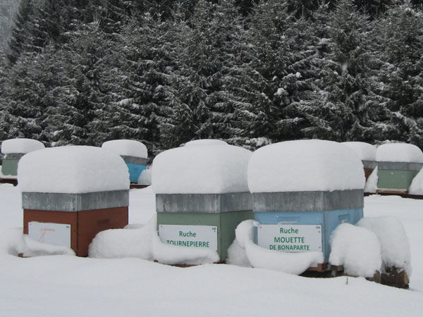 La ruche Tournepierre