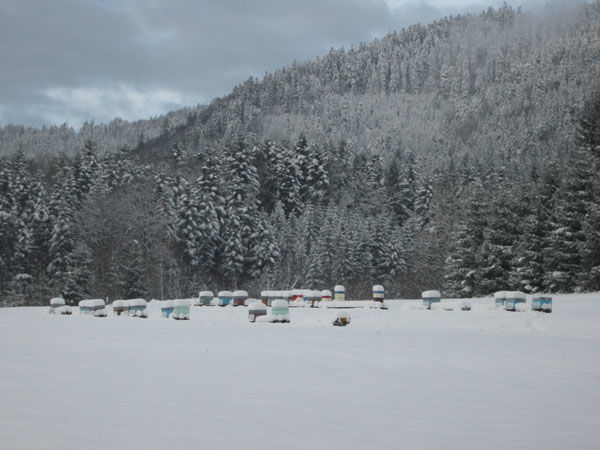 La ruche Tournepierre