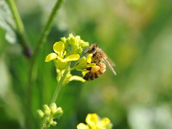 La ruche Tournepierre