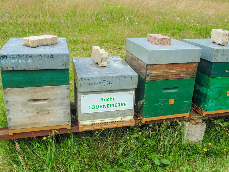 La ruche Tournepierre