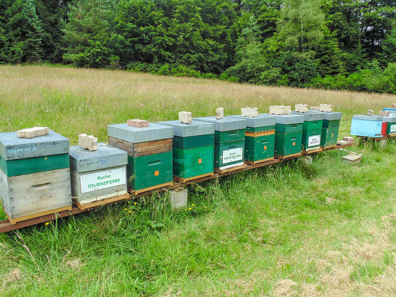 La ruche Tournepierre