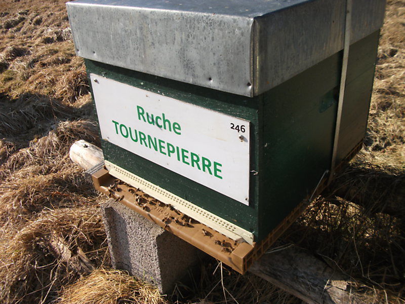 La ruche Tournepierre