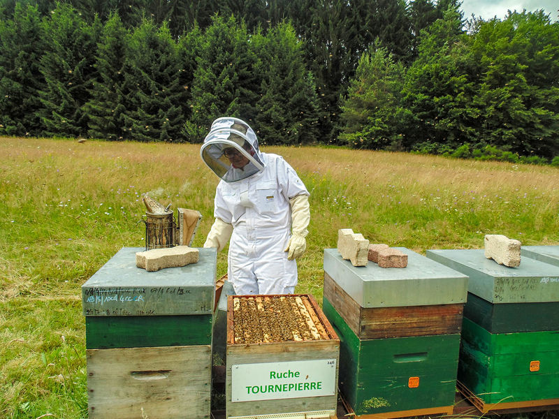 La ruche Tournepierre