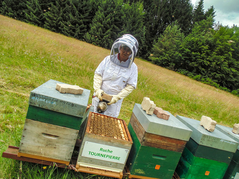 La ruche Tournepierre