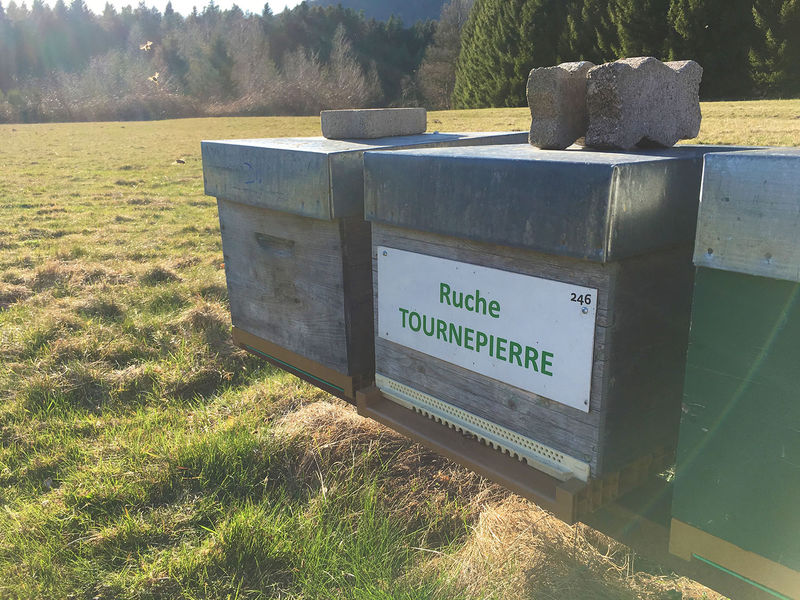 La ruche Tournepierre