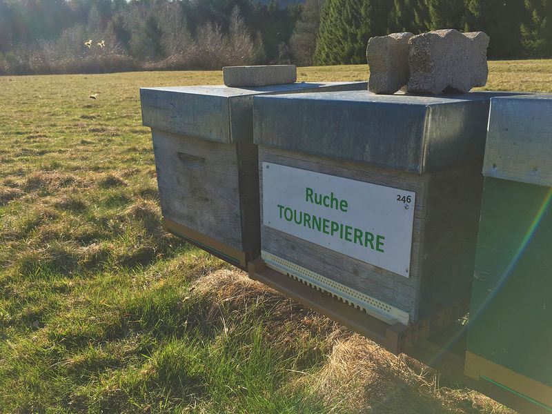 La ruche Tournepierre