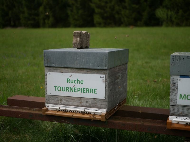 La ruche Tournepierre