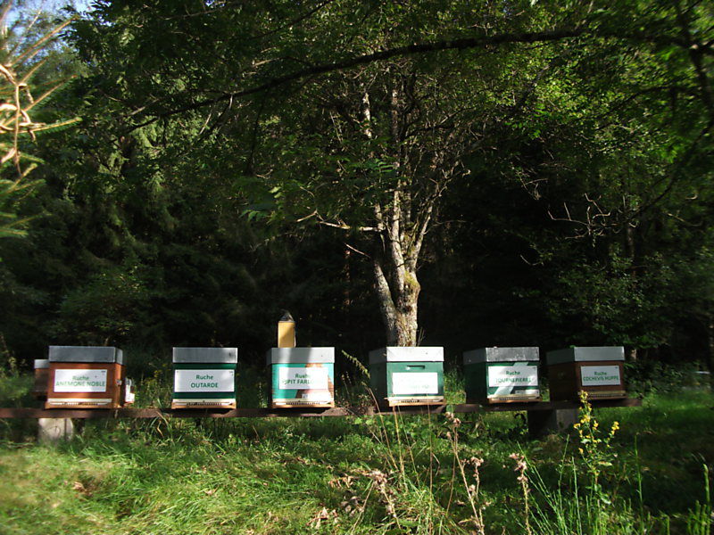 La ruche Tournepierre