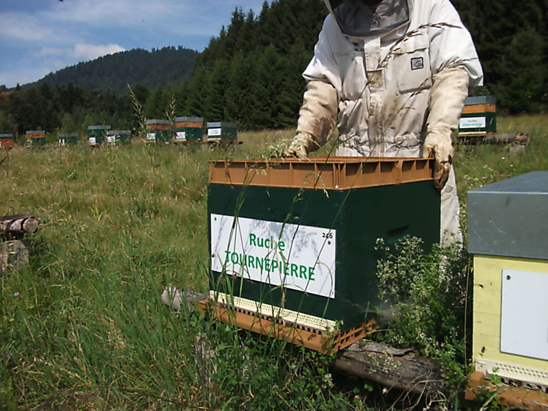 La ruche Tournepierre