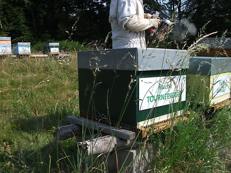 La ruche Tournepierre
