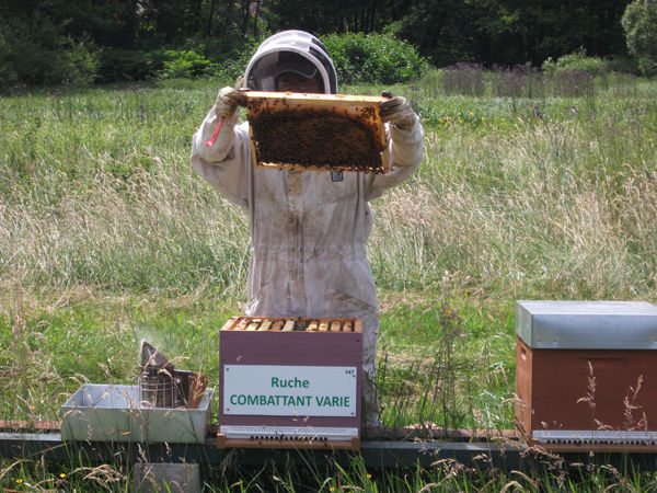 La ruche Combattant varie