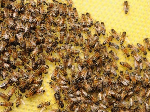 La ruche Combattant varie