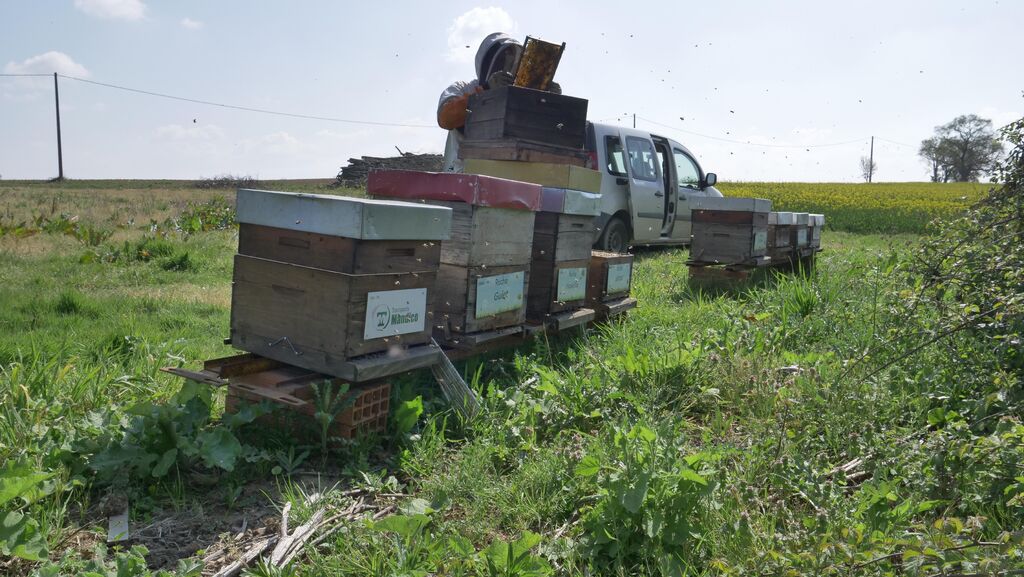 La ruche Astre - Mandico