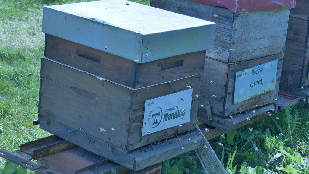 La ruche Astre - Mandico