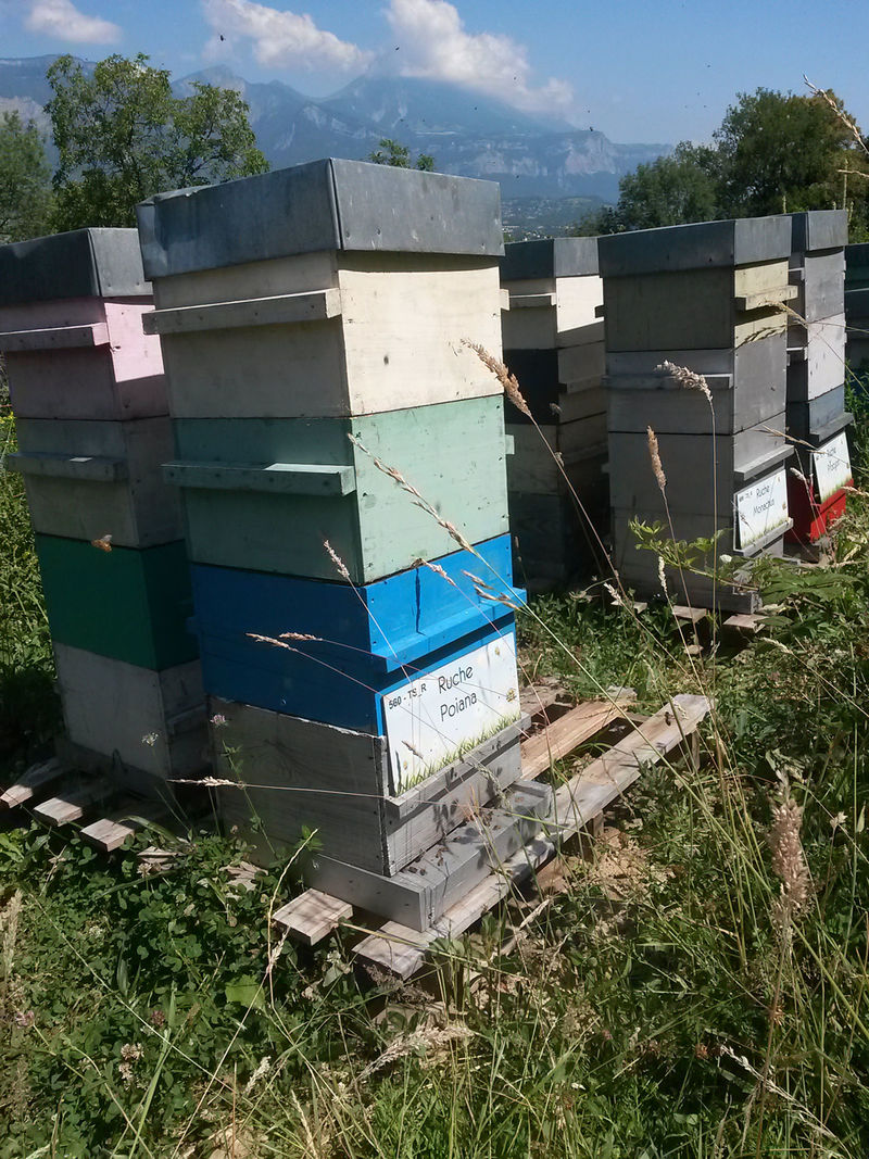 La ruche Poiana