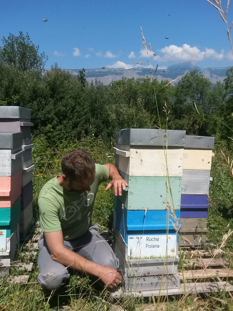 La ruche Poiana