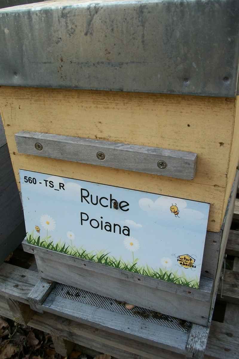 La ruche