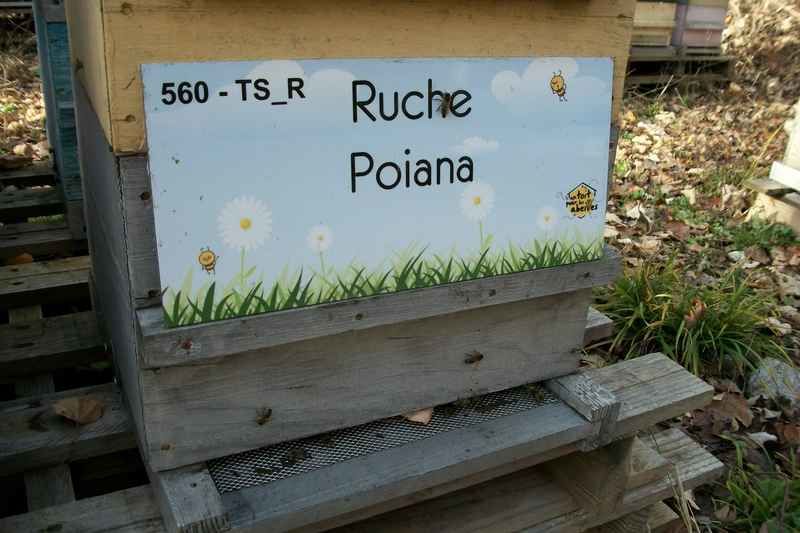 La ruche Poiana
