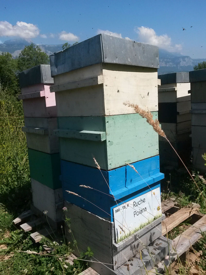 La ruche Poiana