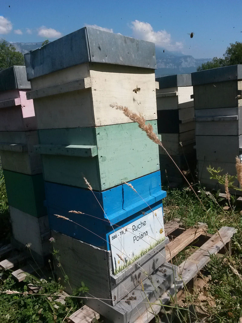 La ruche Poiana