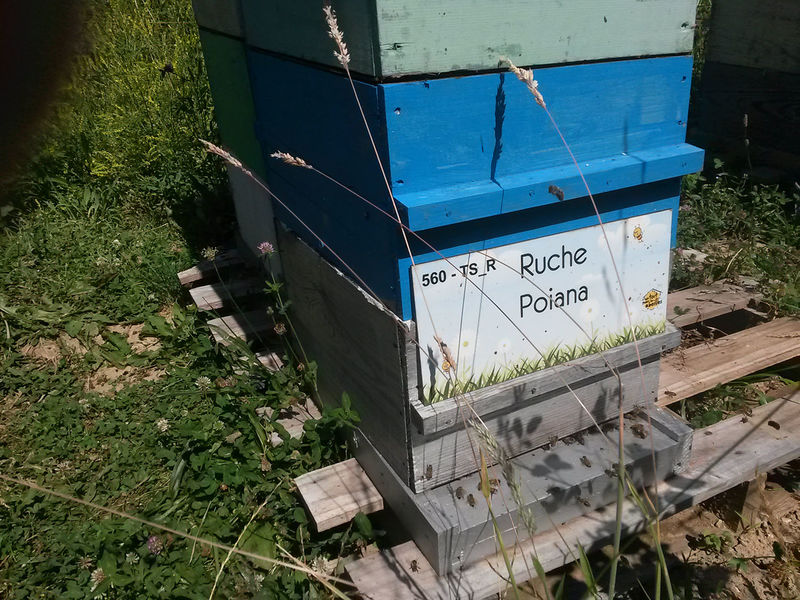 La ruche Poiana