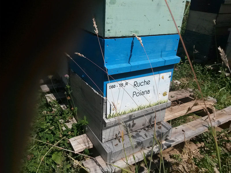 La ruche Poiana