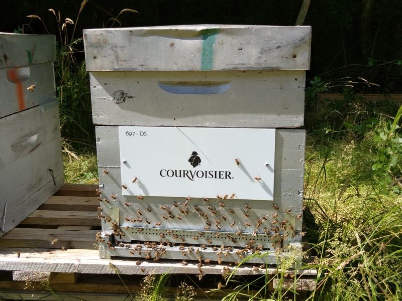 La ruche Courvoisier