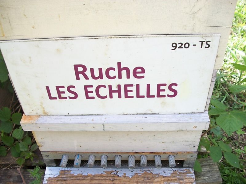 La ruche 