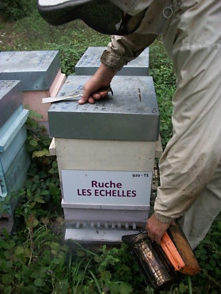 La ruche Les échelles