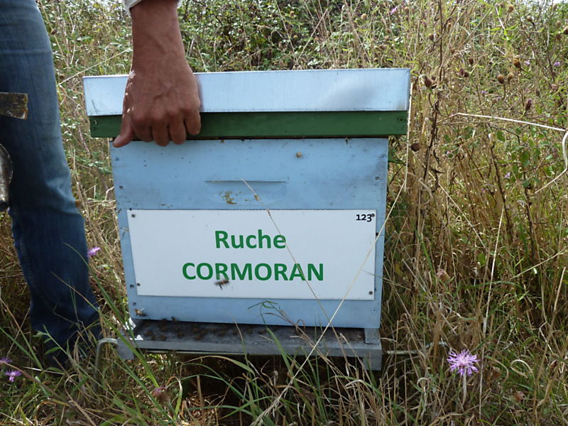 La ruche Cormoran