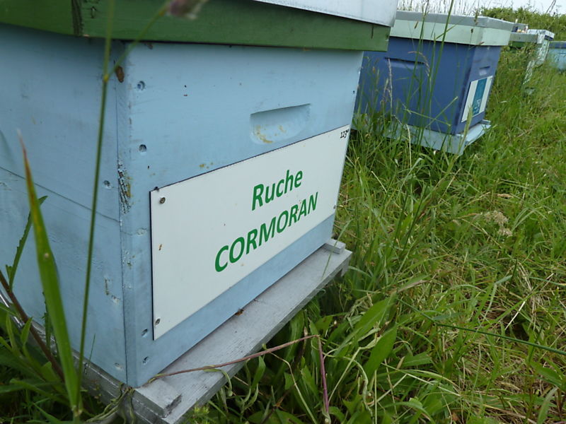 La ruche Cormoran