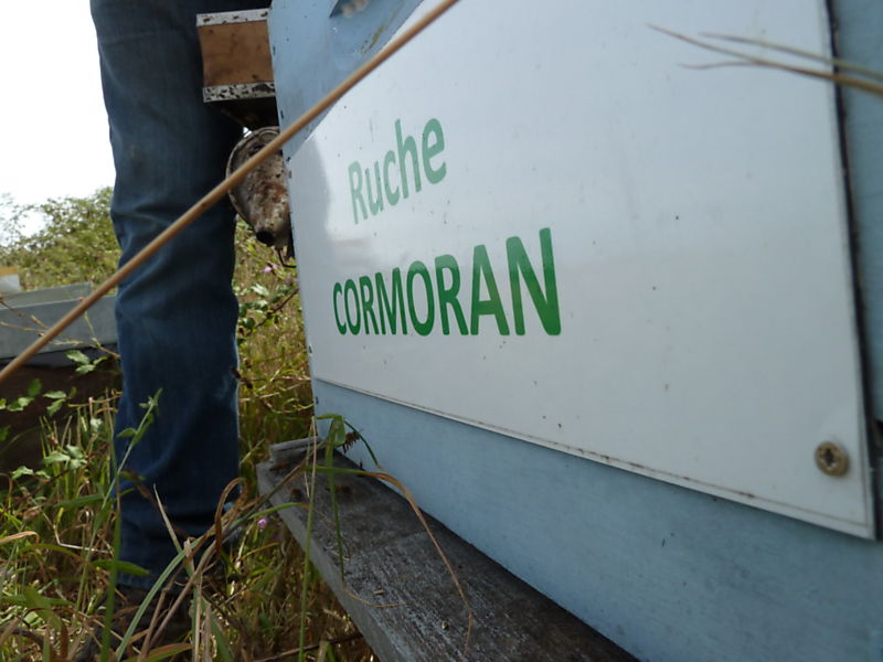La ruche Cormoran