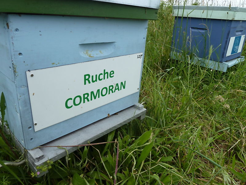 La ruche Cormoran