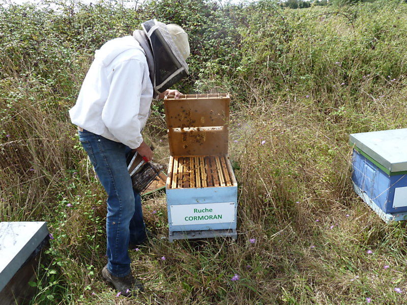 La ruche Cormoran