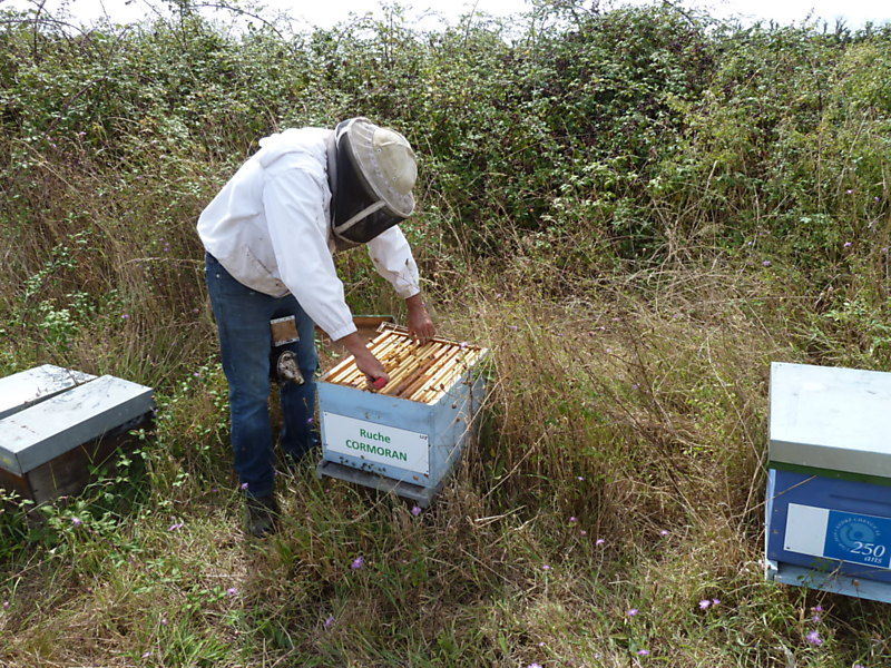 La ruche Cormoran