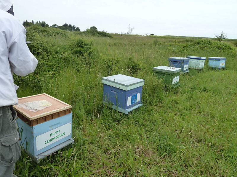 La ruche Cormoran