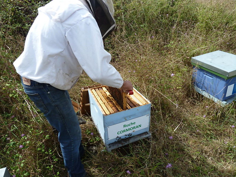 La ruche Cormoran