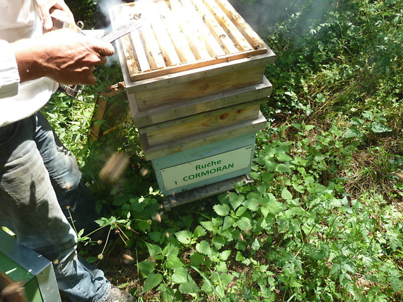 La ruche Cormoran