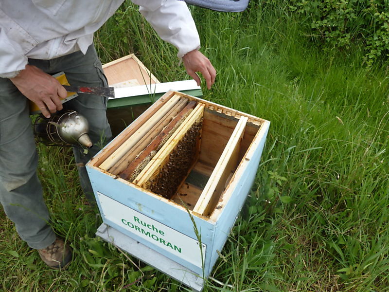 La ruche Cormoran