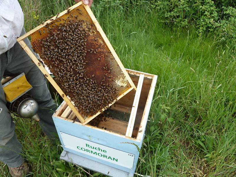 La ruche Cormoran