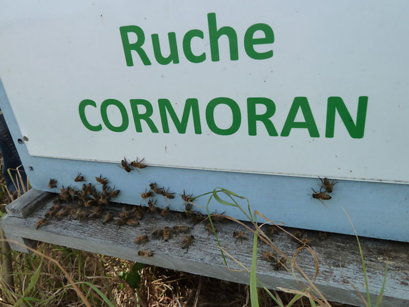 La ruche Cormoran