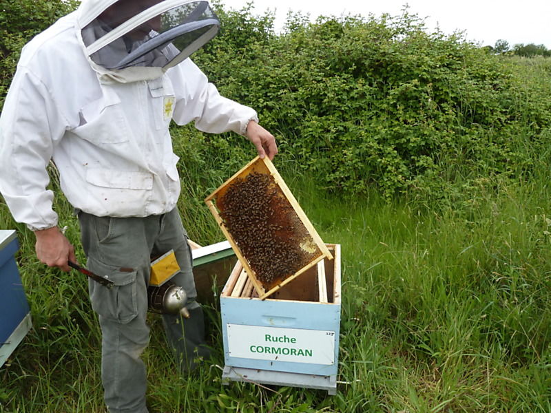 La ruche Cormoran