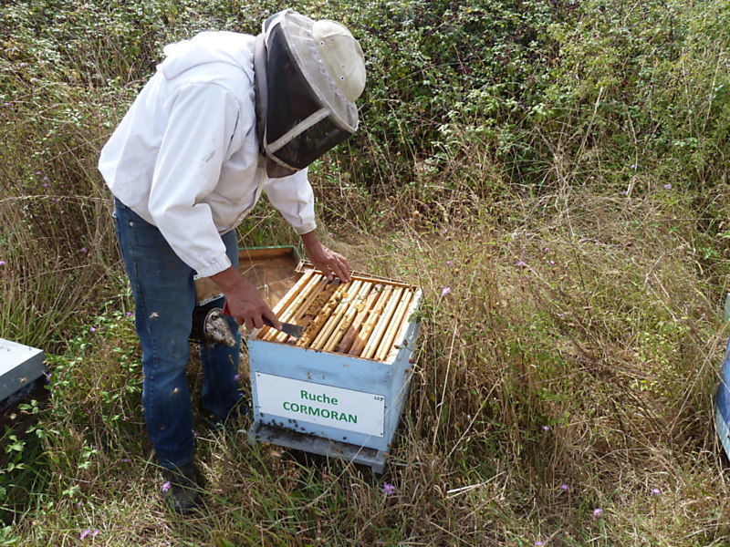 La ruche Cormoran