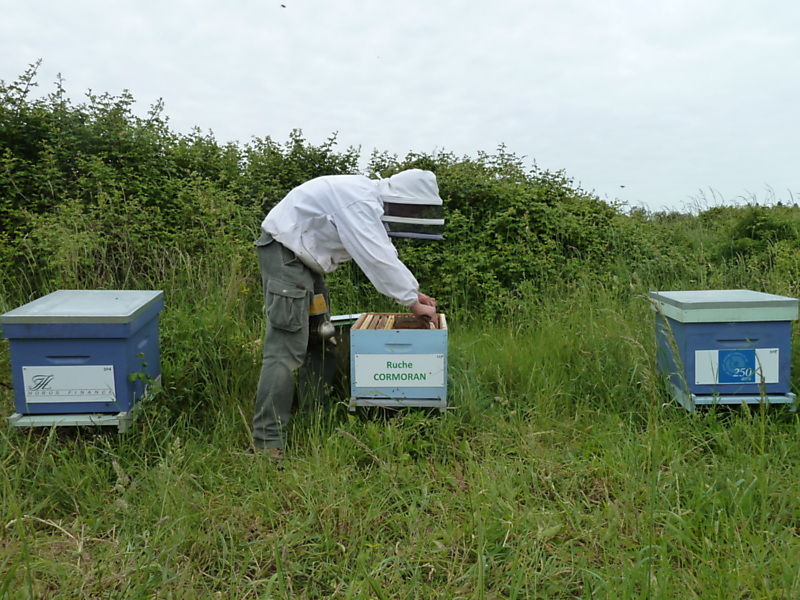 La ruche Cormoran