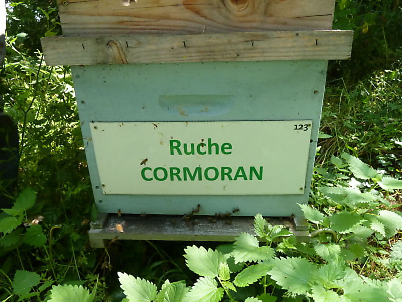 La ruche Cormoran