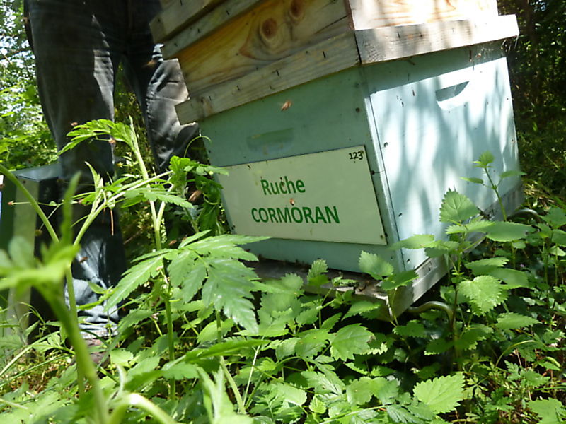 La ruche Cormoran