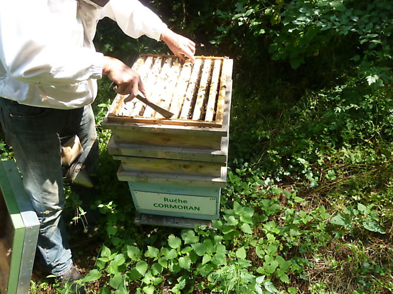 La ruche Cormoran